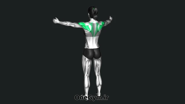 جمع کردن کتف‌ها ایستاده