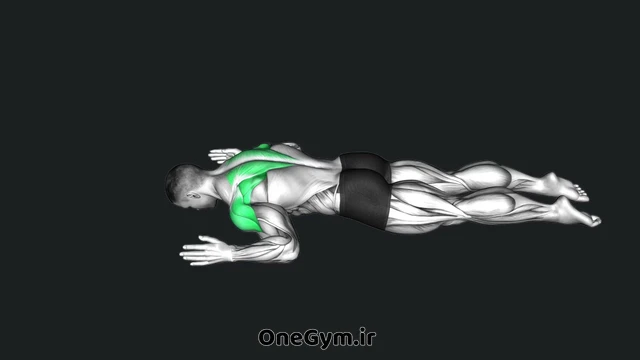 حرکت W به Y روی شکم