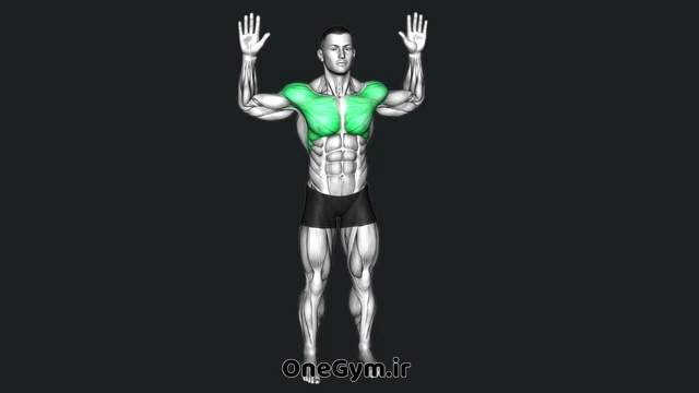 فلای سینه ایستاده با آرنج خم
