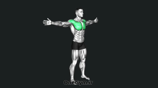 فلای سینه ایستاده با وزن بدن
