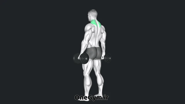 شراگز دمبل