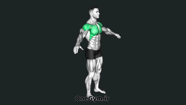چرخش بزرگ بازوها